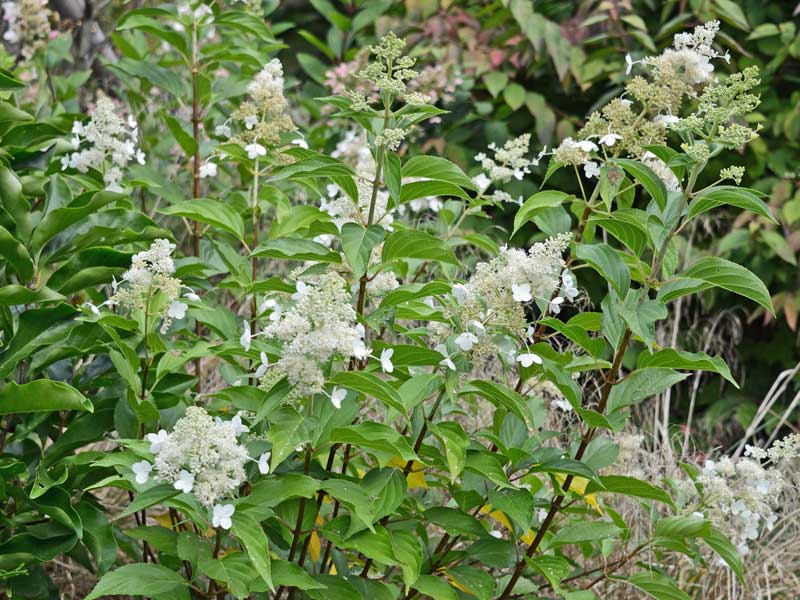 Rispenhortensie Kyushu mit Blueten