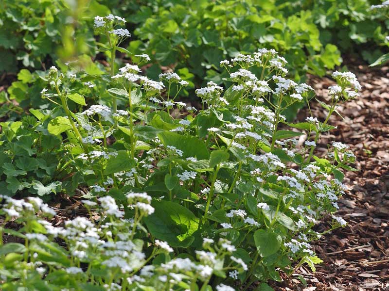Wuchs einer Brunnera Betty Bowring