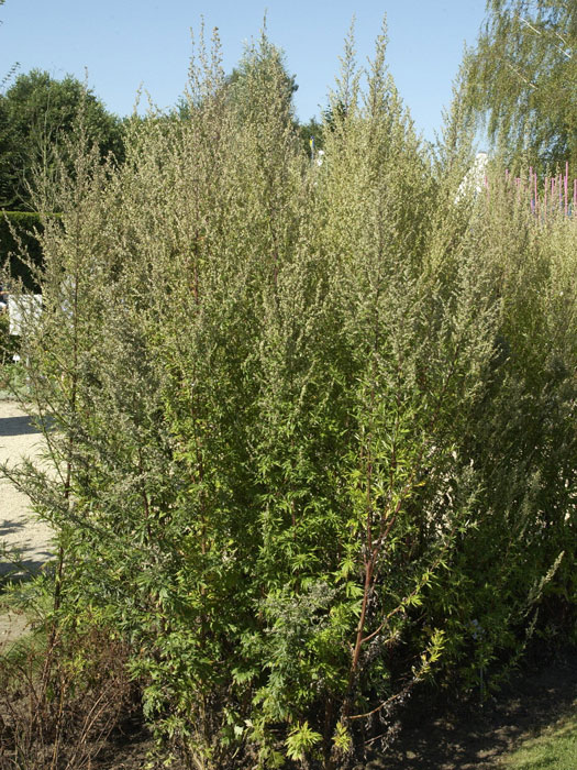 artemisia-vulgaris-strauch Beifuß, Artemisia vulgaris