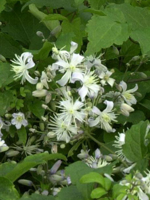 clematis-praecox Clematis x jouiniana 'Praecox', Teppichwaldrebe