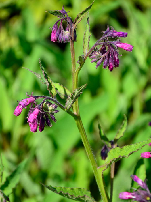 symphytum-officinale