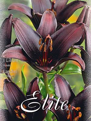 lilie_landini Asiatische Lilien-Hybride 'Landini', Lilium (Art.Nr. 521662)