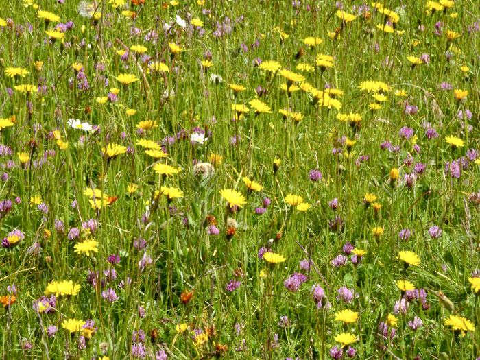habichtskraut-niveum kleines Habichtskraut Niveum Bodendecker