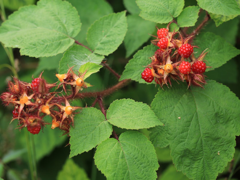 Laub und Früchte von Rubus sectio 'Phoenicolasius'