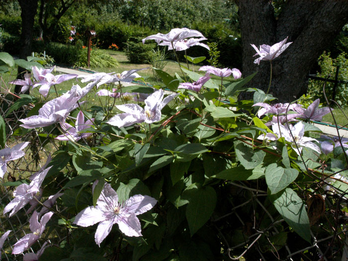 clematis-hagley Die Kletterpflanze Clematis 'Hagley Hybrid'