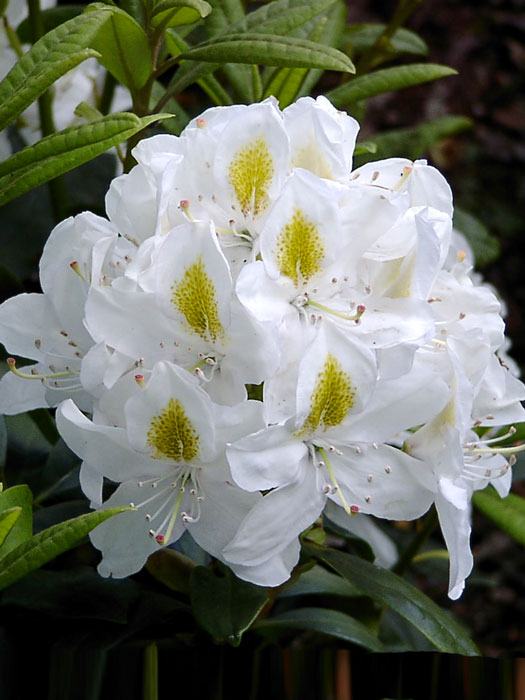 alpenrose-madame-masson Rhododendron 'Madame Masson'