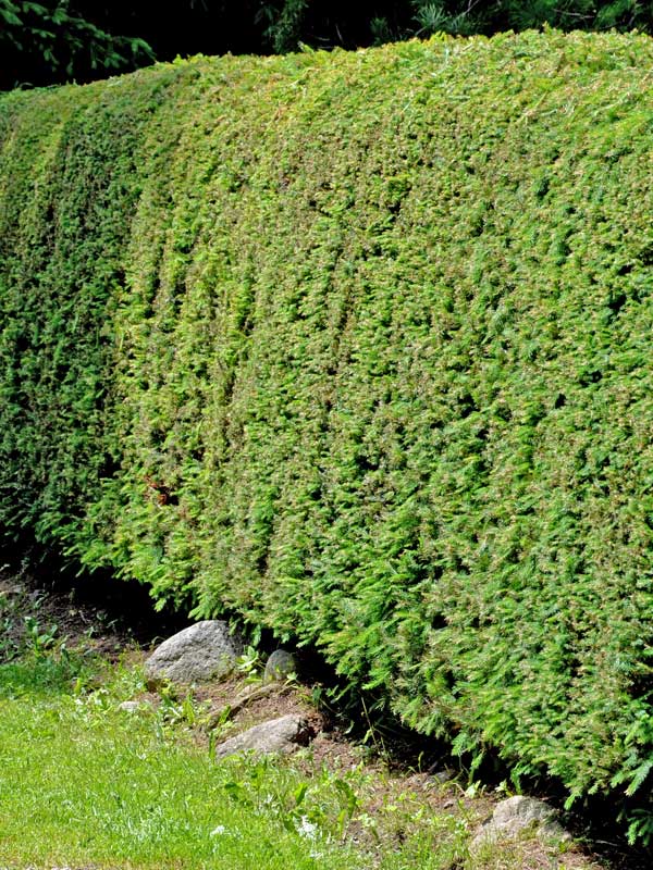 Geschnittene Fichten-Hecke