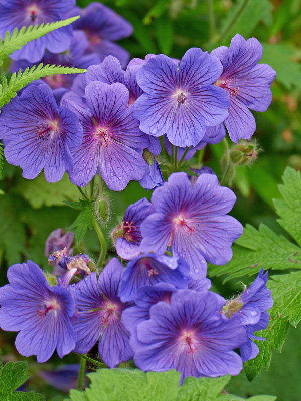 Geranium Johnsons Blue Bluete