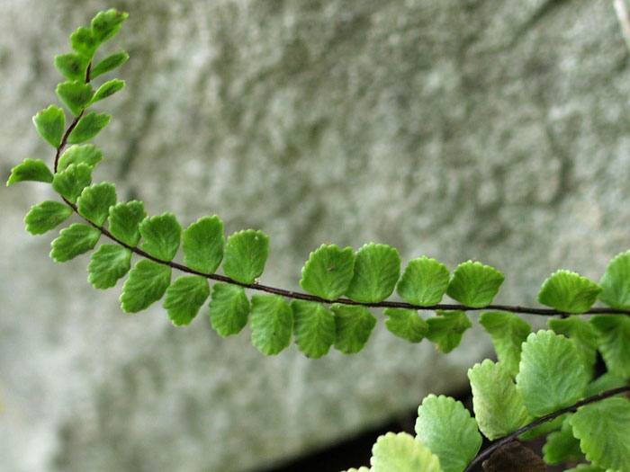 asplenium-trichomanes-blatt
