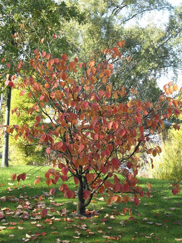 Strauch einer Zaubernuss Jelena im Garten