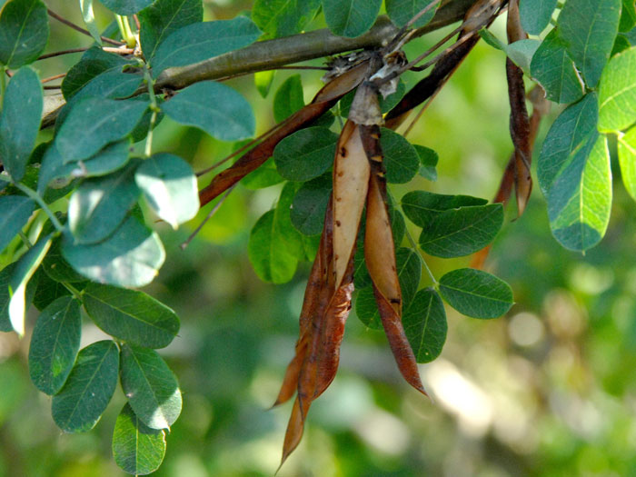 caragana-arborescens
