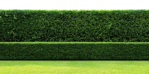 Zu den Heckenpflanzen