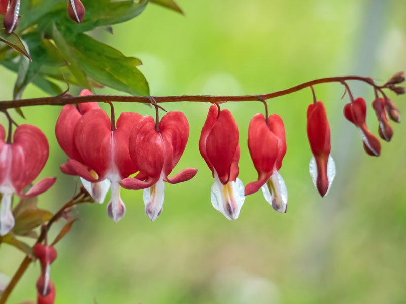 Trieb mit Blaetter und Blueten der Dicentra spectabilis Valentine