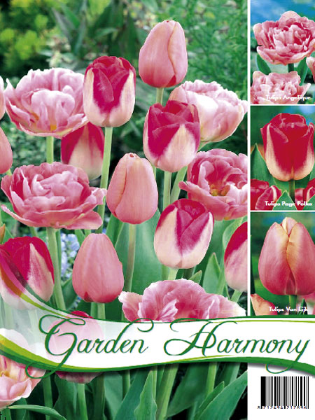 kollektion_rosa_tulpen_82276_0