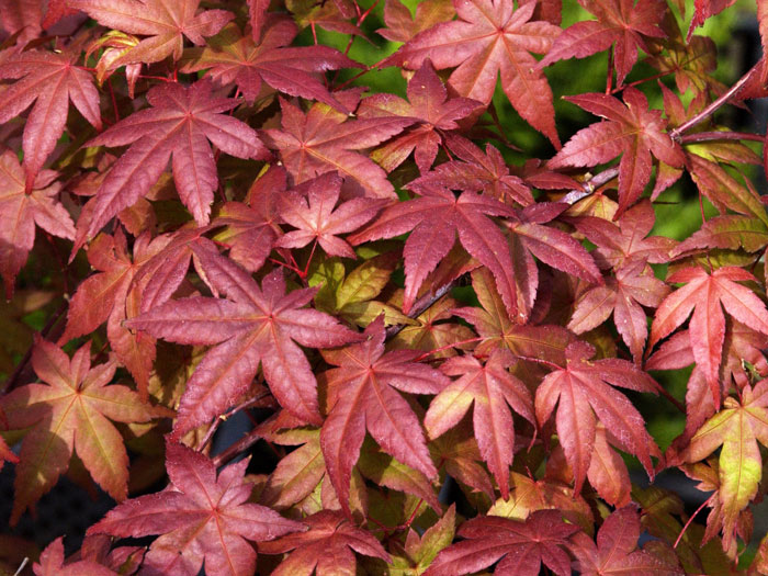 acer-deshojo-pflanze Rotes Laubkleid des Fächerahorns 'Deshojo'