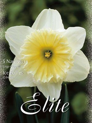 narcissus_ice_follies_small Großkronige Narzissen 'Ice Follies' (Art.Nr. 595952)