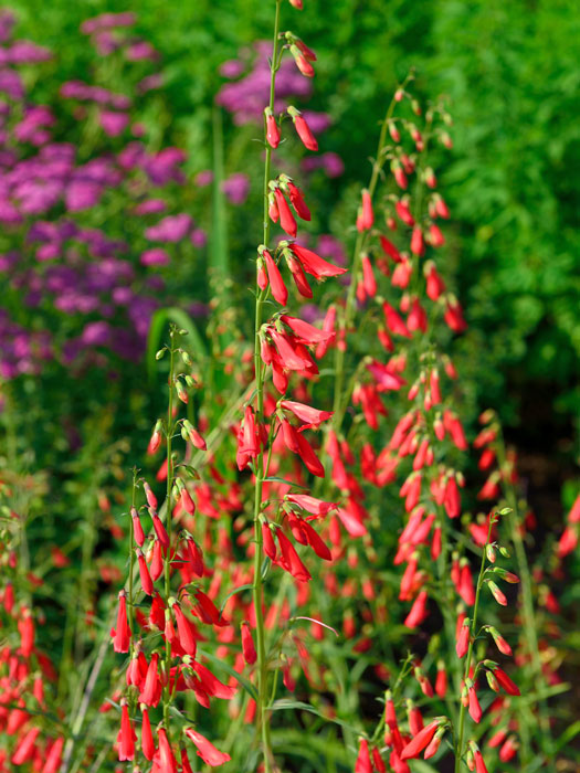 penstemon-coccineus Penstemon barbatus 'Coccineus', Roter Bartfaden