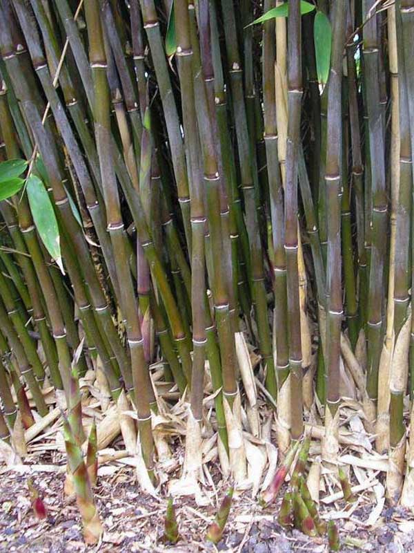 Rot-gruene Halme des Fargesia Red Zebra