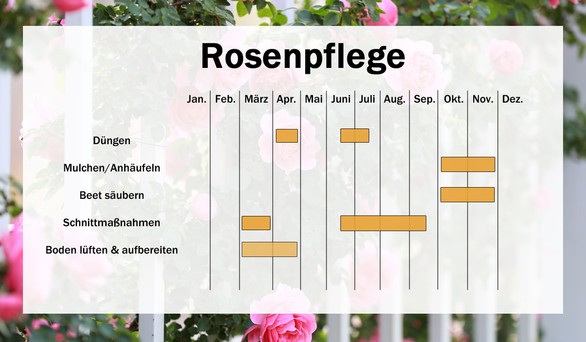 Uebersicht Rosenpflege