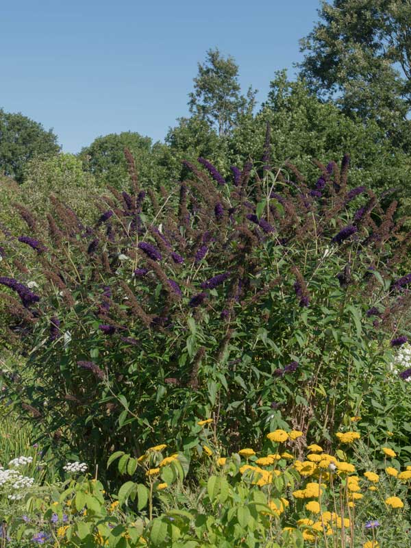 sommerflieder-black-knight-im-garten