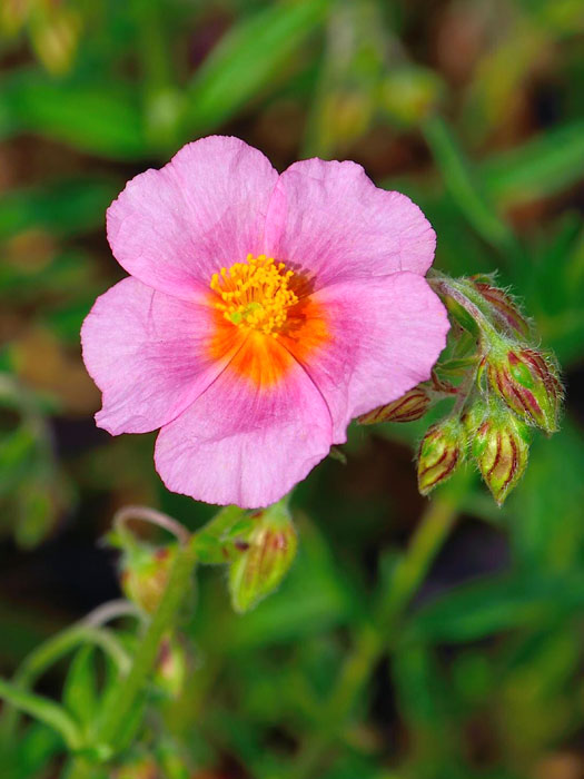 helianthemum-lawrensons-pink Rosarotes Garten-Sonnenröschens