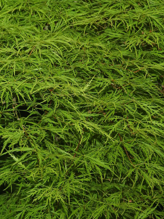 gruener-schlitzahorn Moosgrünes, feines Laub des Schlitzahorns