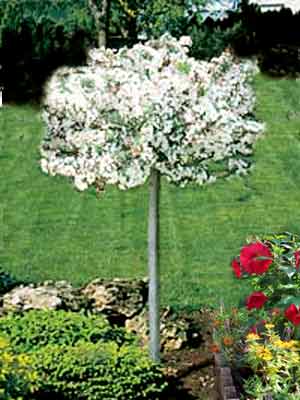 malus_tina_j Zierapfel Tina Stämmchen
