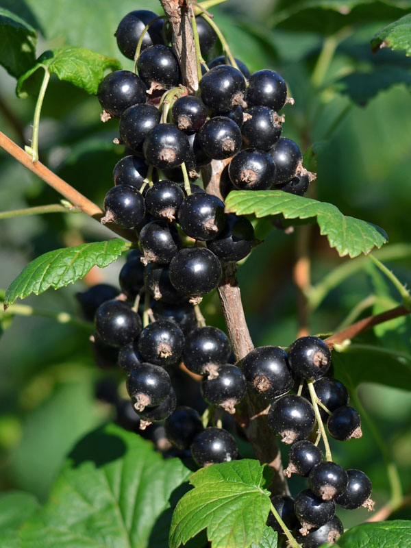 Johannisbeeren der Sorte Silvergieters am Strauch