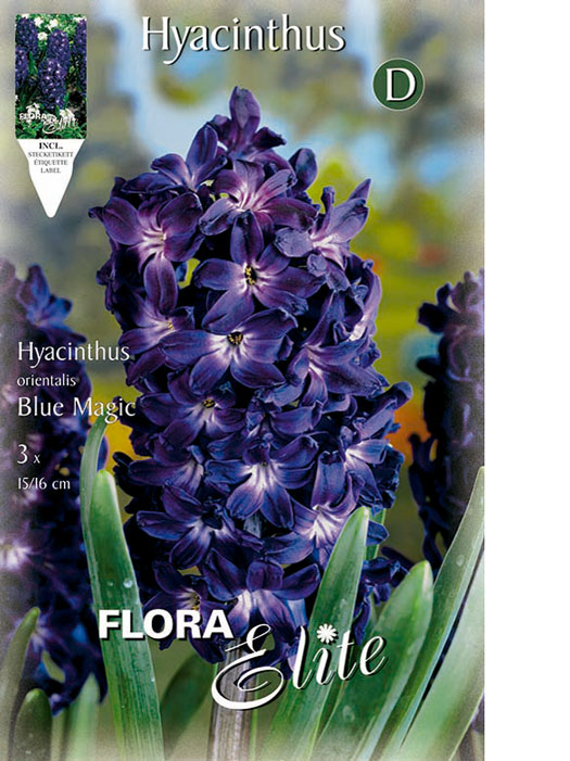Hyazinthe 'Blue Magic' (Art.Nr. 595025) Hyazinthe 'Blue Magic' (Art.Nr. 595025)