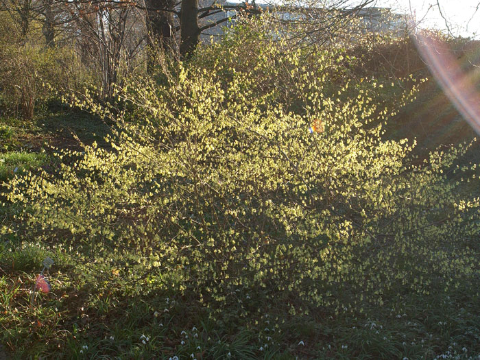 corylopsis-pauciflora Die niedrige Scheinhasel als Strauch