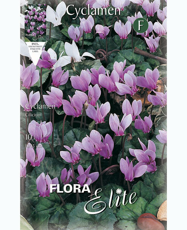 cyclamen-cilicium