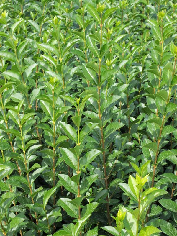 Blaetter des Ligustrum ovalifolium