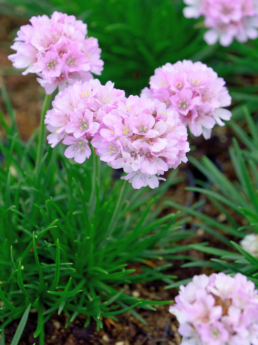 armeria-roeschen Armeria caespitosa 'Rosi', Zwerg-Grasnelke