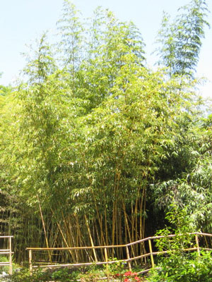 zauber-bambus55599e5109695 Phyllostachys vivax aureocaulis, Zauber-Bambus