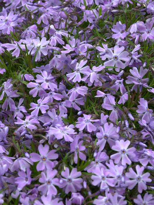 phlox-emerald-cushion Phlox subulata 'Emerald Cushion Blue', Polster-Phlox, Teppich-Phlox, Teppich-Flammenblume