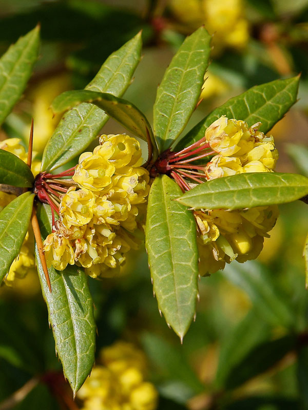 Bluete und Blaetter der Berberis julianae aus der Naehe