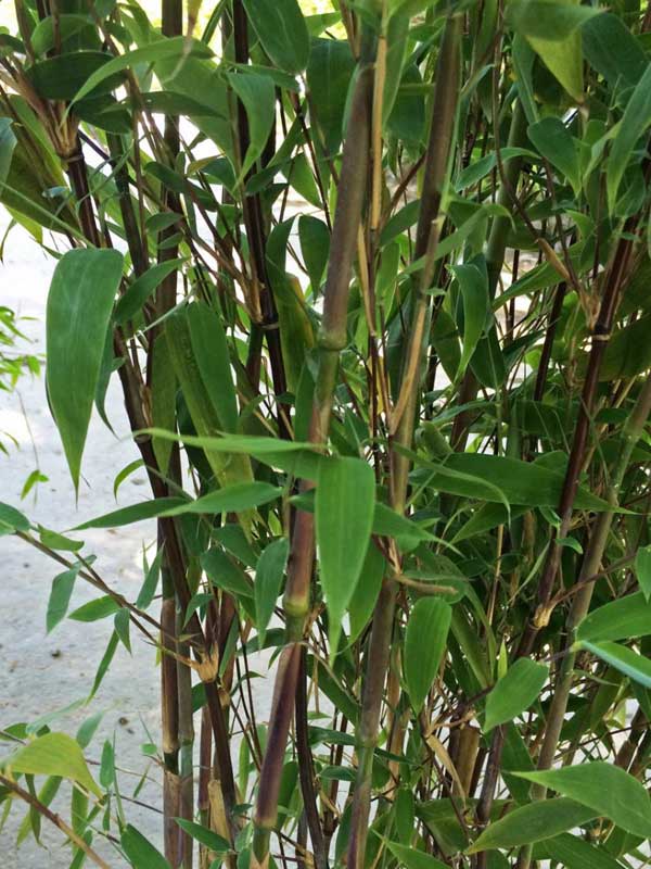 Nahaufnahme des Roten Bambus Red Zebra mit Halme und Blaetter