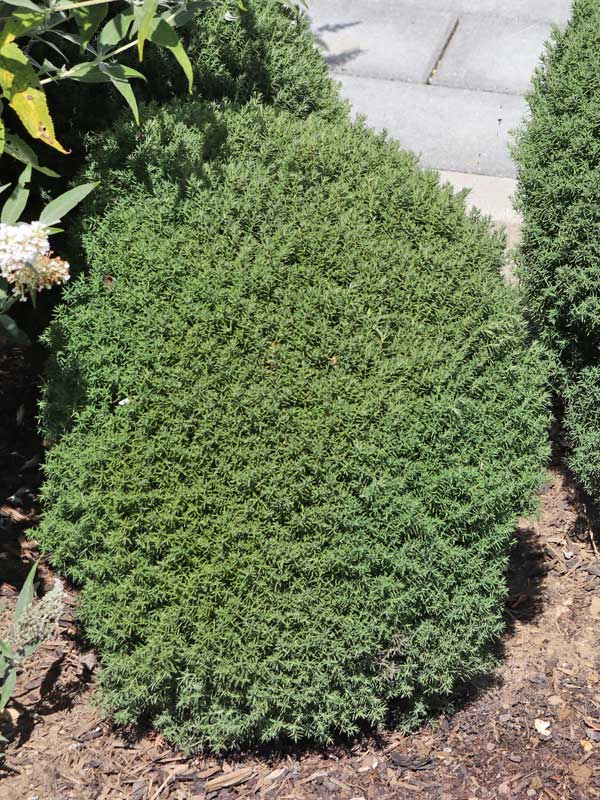 Wuchsform Thuja Teddy