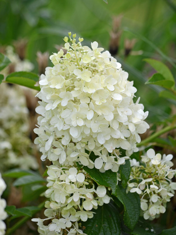 Nahaufnahme Blüte Hortensie Bobo Nahaufnahme einer Bluete der Hortensie Bobo