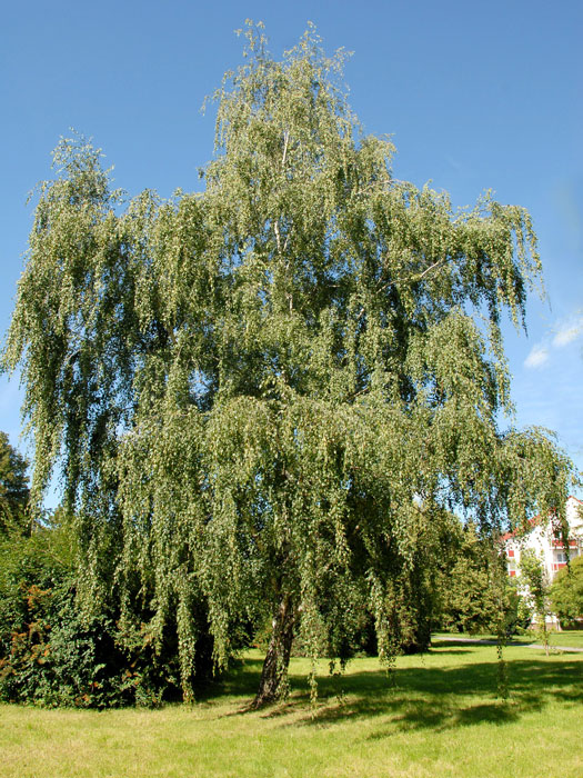 betula-pendula5559953e979b0 Betula pendula, Sandbirke, Weißbirke