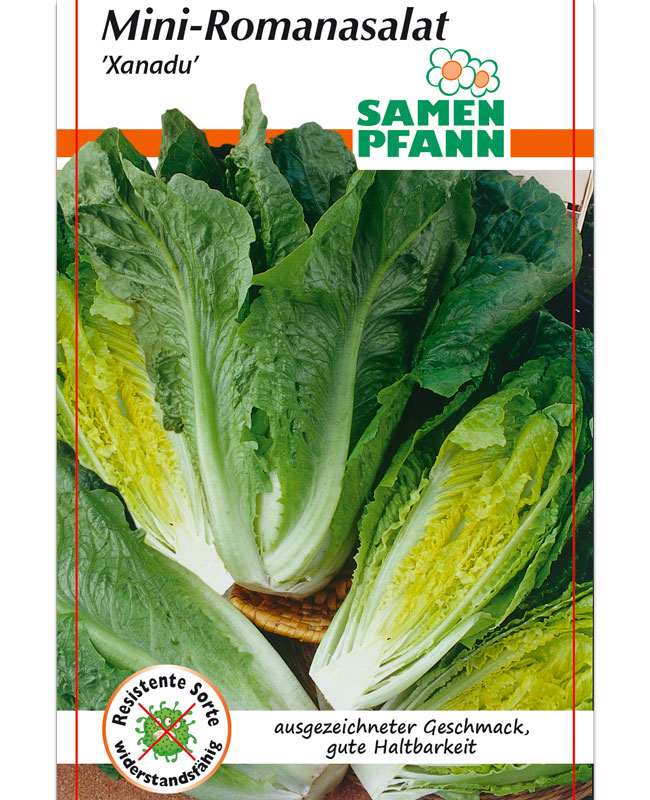 romanasalat-xanadu Romanasalat 'Xanadu' (Art.Nr. G791)