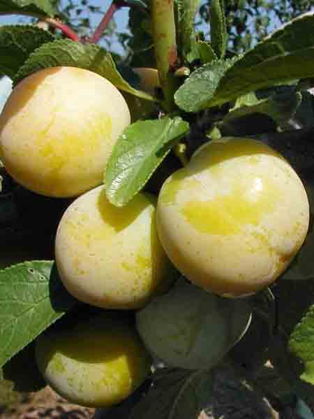 mirabelle_miragrande_j1 Mirabelle Miragrande (S)