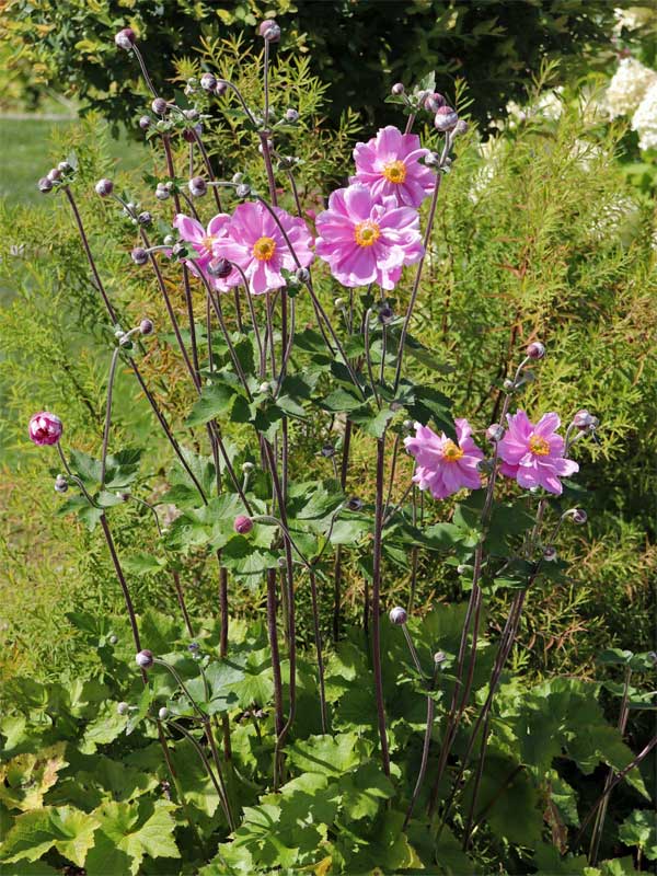 Wuchs Anemone Koenigin Charlotte