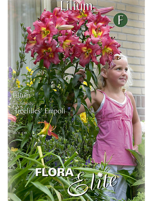 Baumlilien 'Empoli'