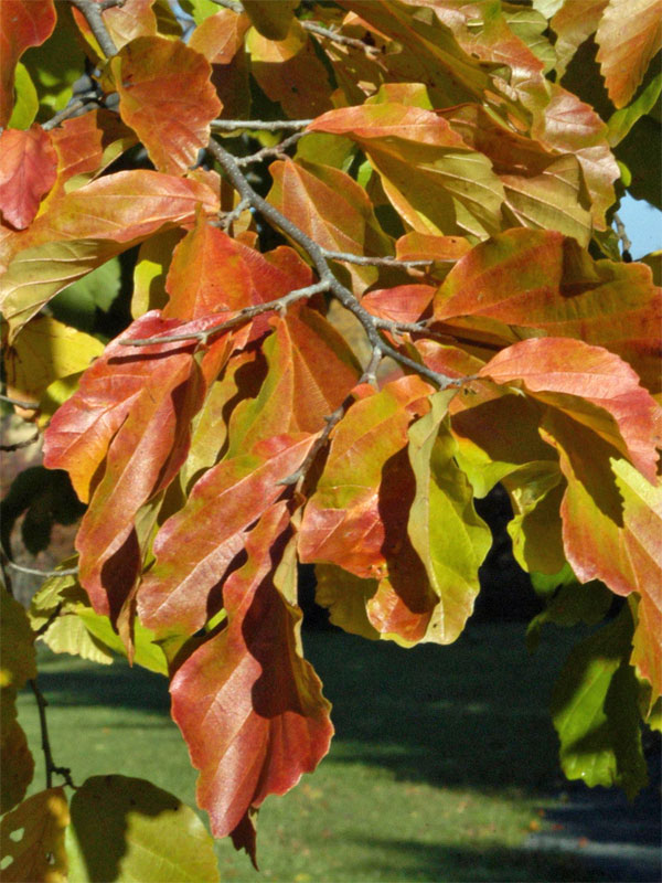 Nahaufnahme der Blaetter mit Herbstfaerbung des Persischen Eisenholzbaums 