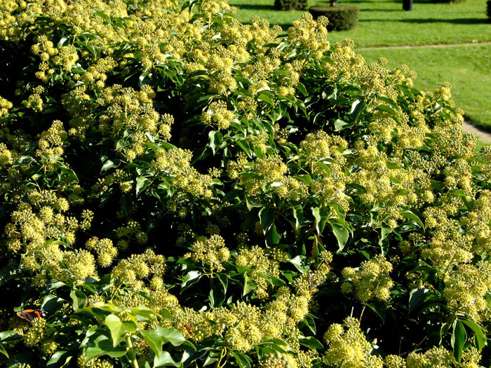 hedera-helix55599b4422f4e Der gemeine Efeu während der Blüte
