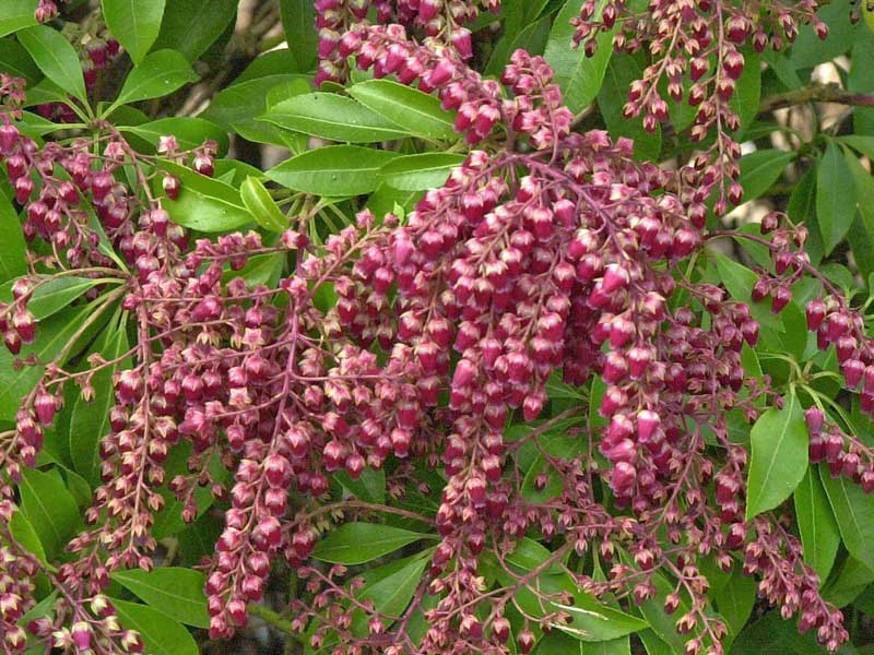 Blueten der Pieris japonica Valley Valentine