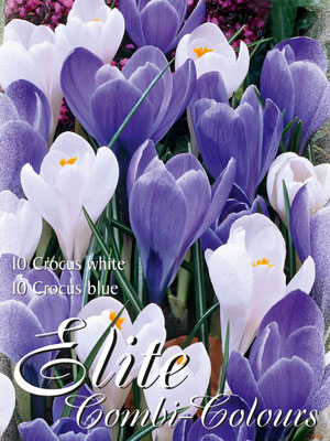 krokus_mischung_blau_weiss_76938_0 Edle Farbkombination mit großblumigen Krokus-Sorten in den Farben Blau und Weiß (Art.Nr. 598000)