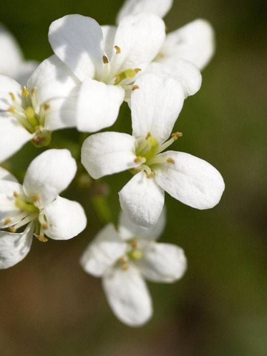 ungarn-gaensekresse Blüte der ungarischen Gänsekresse