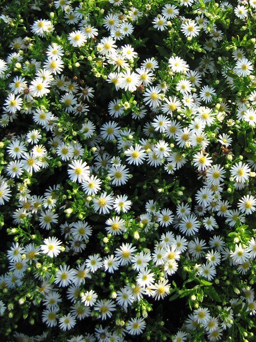 aster-schneeberg Aster novi-belgii 'Schneeberg', Glattblatt-Aster